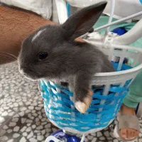 بچه خرگوش بوشهر|موش و خرگوش|بوشهر, |دیوار