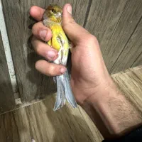 قناری نر سیلور اورج