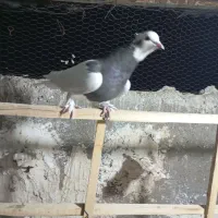 کبوتر طوقی|پرنده|قزوین, |دیوار