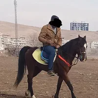 نریان دره شور، و مادیان کرد|اسب و تجهیزات اسبسواری|مرند, |دیوار