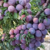 مرکز نهال های اصلاح شده و تضمینی