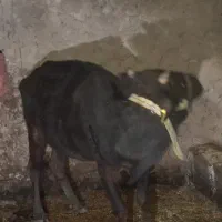 گاو آبستن بومی و گلپایگانی|حیوانات مزرعه|پاتاوه, |دیوار