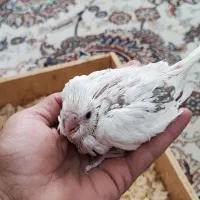 جوجه عروس آلبینو دوکت تک کت و تک خال سرلاکی|پرنده|بهشهر, |دیوار