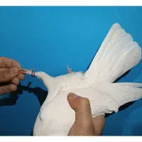 کبوتر کفتر سفید مهر|پرنده|فردیس, فردیس|دیوار