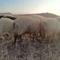 شیشک زاییده وآبستن|حیوانات مزرعه|مرادلو, |دیوار