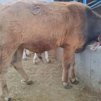 استخدام نیروی کار