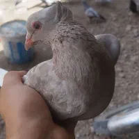 مایه زرند پلنگ