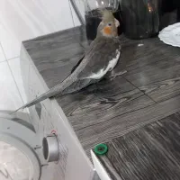 طوطی عروس|پرنده|نظرآباد, رسالت|دیوار