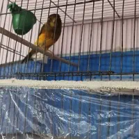 قناری سوپری بلند|پرنده|رباطکریم, رباطکریم|دیوار