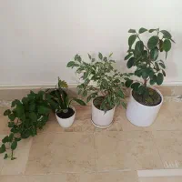 گل و گیاه و تابلو