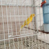 دراور|میز و صندلی غذاخوری|فسا, |دیوار