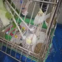 عروس هلندی|پرنده|زرقان, |دیوار