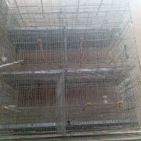 قفس پران،پرون،۸خان،پژاوند،غلامی