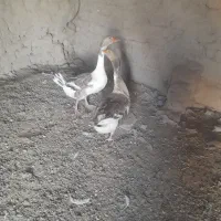 غاز نرو ماده معامله میکنم با بقلمون نر