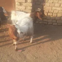 ۴عدد بزغاله فروش فوری|حیوانات مزرعه|سبزوار, قصبه غربی|دیوار