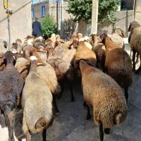 تعداد ۳۸راس گوسفند آبستن سنگین جوان شیره دار|حیوانات مزرعه|کرمانشاه, |دیوار
