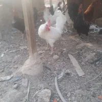 مرغ و خروس|حیوانات مزرعه|چمران, |دیوار