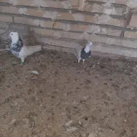 نرماده طوقی|پرنده|گتوند, |دیوار