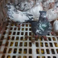 کبوتر برای فروش|پرنده|لشت نشا, |دیوار