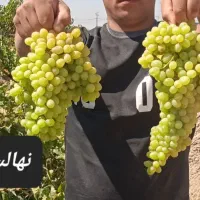 فروش انواع نهال