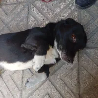 سگ نرفوق العاده گیرندواگذارمیشه