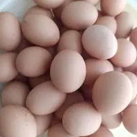 تخم مرغ محلی تازه