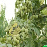 کارگر جهت کاشت نهال نیازمندیم