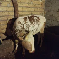 گوساله نر سالم خوش خوراک