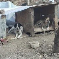 واگذاری دوقلاده سگ نگهبان .لواسان