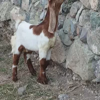 بزغاله نر و ماده عراقی|حیوانات مزرعه|صوفیان, |دیوار