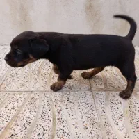 توله سگ کن کورس روتوایلر