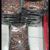 خرما بدون هسته، پیاروم