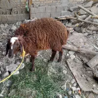 بره افشاری بزرگ|حیوانات مزرعه|اندیمشک, |دیوار