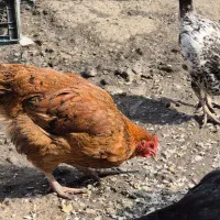 مرغ وخروس محلی|حیوانات مزرعه|رشت, نیروی دریایی|دیوار