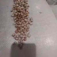 لوبیا چیتی