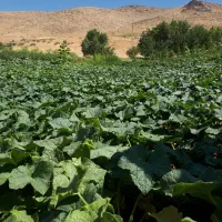 شریک کاری جهت اجاره زمین کشاورزی برای کشت چغندر