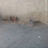 جوجه محلی