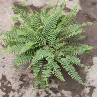 گل-گلخانه-گلخونه|گل و گیاه طبیعی|مشهد, شهید مطهری|دیوار