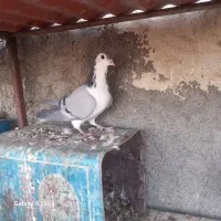 کبوتر بدرنگ پاک|پرنده|مبارکه, |دیوار