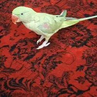 شاه طوطی هشت ماهه نر.