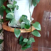 گلدون شیشه ای مناسب بامبو و چوبی