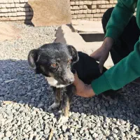 سگ پاکوتاه روباهی وداشهوند