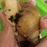 حلزون البینو و اچاتینا|خزنده|شیراز, بریجستون|دیوار