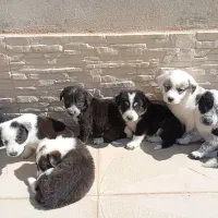 واگذاری رایگان|سگ|شاهرود, |دیوار