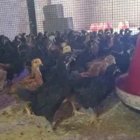 جوجه رنگی، محلی،خروس،بلدرچین، مرغ سلطان|حیوانات مزرعه|مرودشت, محمد آباد|دیوار