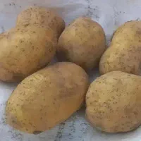 سیب خوراکی اسپیریت تمیز