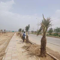 از صفر تا صد کاشت نخل خرما فروش خرید پی|خدمات باغبانی و درختکاری|آبادان, |دیوار