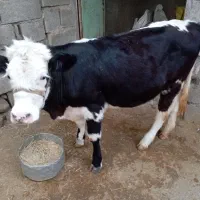 گوساله ماده سیمینتال ۵ ماهه