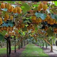فرصت استثنایی زمین مسکونی و باغ کیوی ۸تنی سطلسر|فروش زمین و ملک کلنگی|لاهیجان, لیل|دیوار