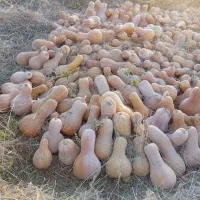 کدوحلوایی درجه یک